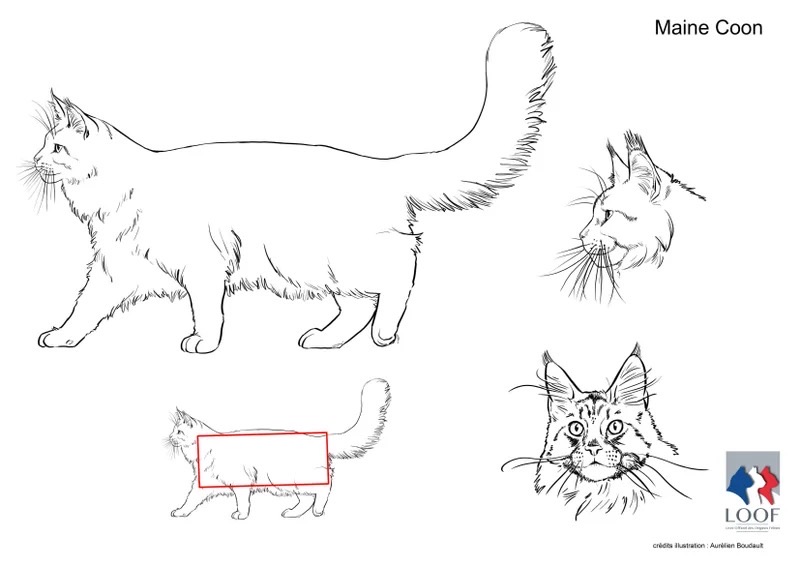 Maine Coon 3